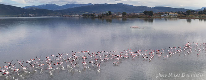 Geschützte Fauna an der Lagune von Lefkada Statd