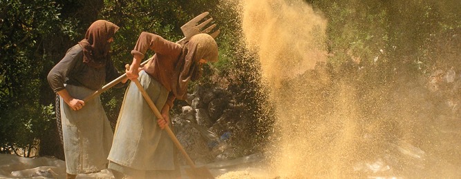 Raccolto delle lenticchie a Eglouvi, Agios Donatos