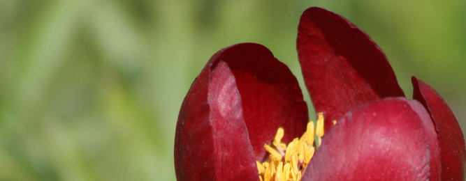 Rare Flora, the Red Paeonia