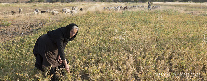 Agios Donatos plain