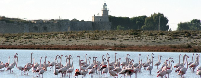 Flamingos at Lagoon