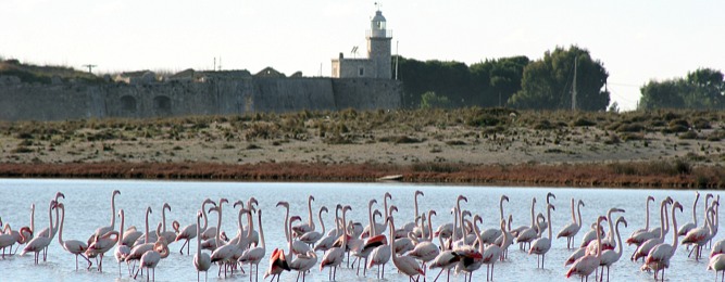 Flamants sur la lagune 