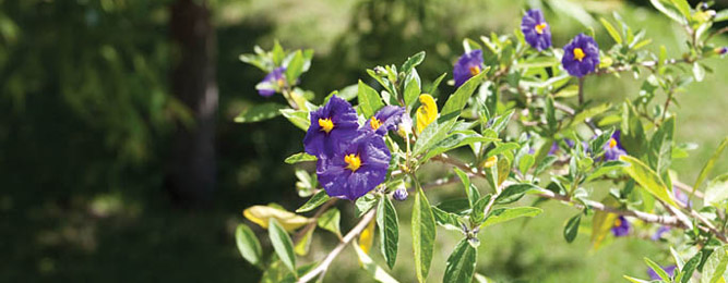 Flore de Méditerranée 