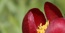 Seltene Pflanzen, das Rote Paeonia